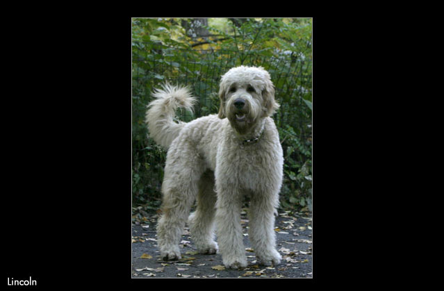 pet portrait photography, labradoodle