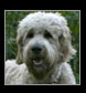 labradoodle