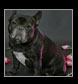 french bulldog black, roses, champagne