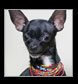 chihuahua black beads