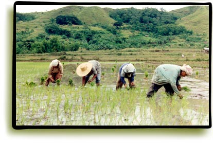 rice terrace