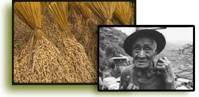 rice