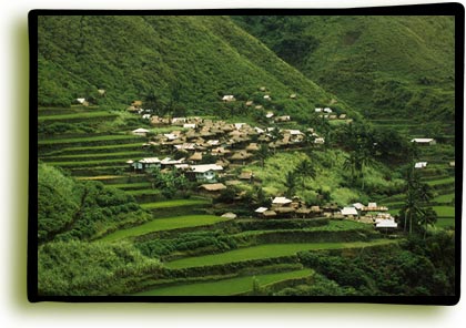 Rice terrace